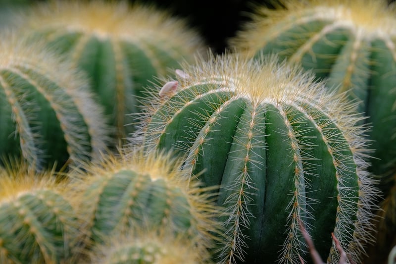 Dragon's Breath Succulents