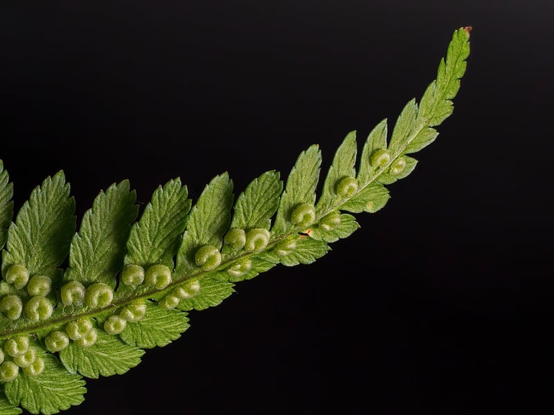 Phoenix Ferns