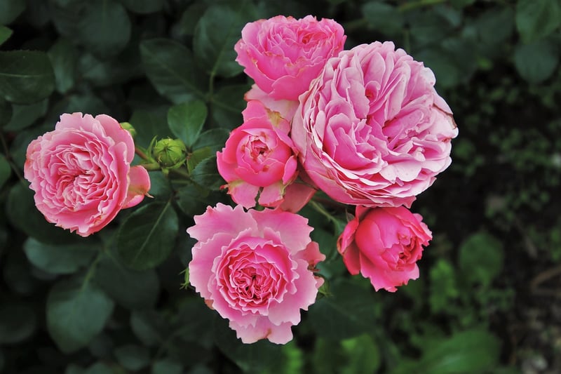 Whimsical Rose Garden